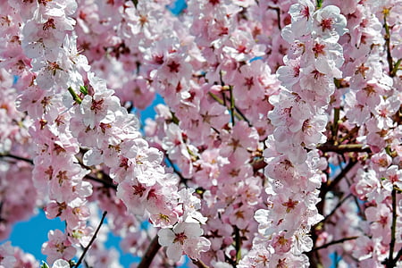 pink cherry blossoms in bloom at daytime thumbnail