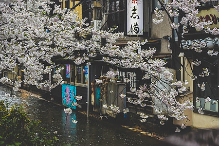 photo of white cherry blossom thumbnail