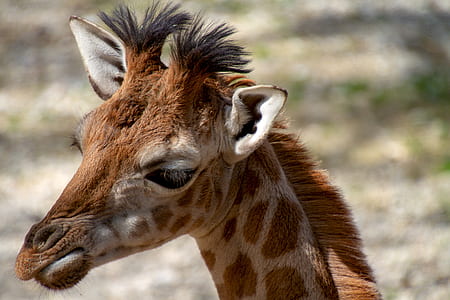 photo of brown giraffe thumbnail