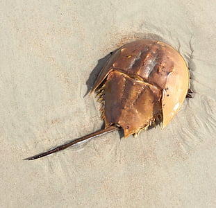 horseshoe crab on shoreline thumbnail