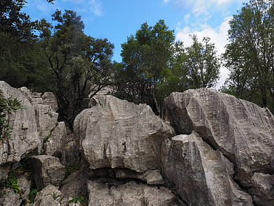 green leaf trees on rocky hill at daytime thumbnail