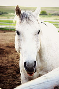 white horse standing on brown sand near white wooden fence thumbnail