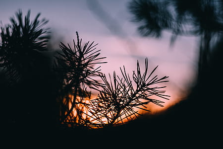 silhouette photo of grass thumbnail