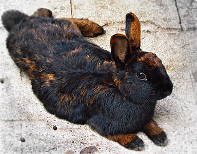 black and brown rabbit lying on floor thumbnail