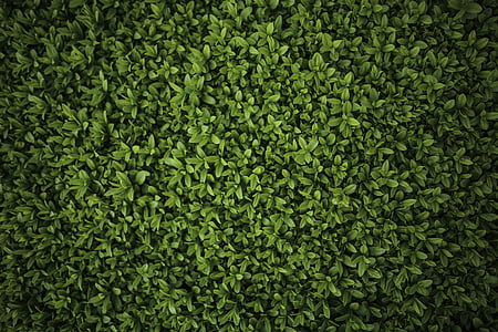 closeup photo of green leaves thumbnail