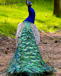 blue, yellow, and black peacock standing photo thumbnail