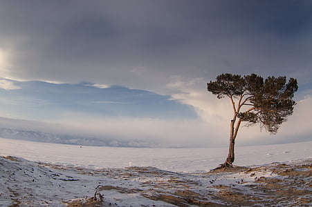 gray and green tree beside body of water thumbnail