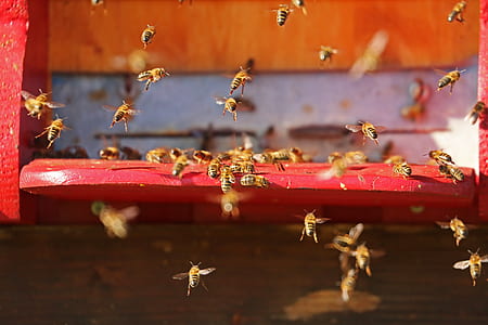 flying, insect, bees thumbnail