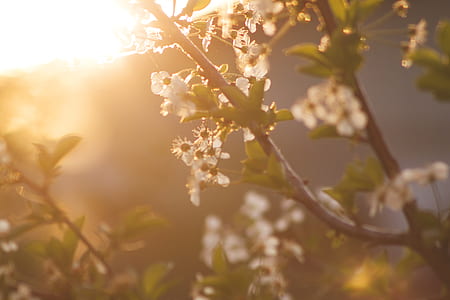 White Petaled Tree during Daytime thumbnail