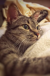silver tabby cat on white apparel thumbnail
