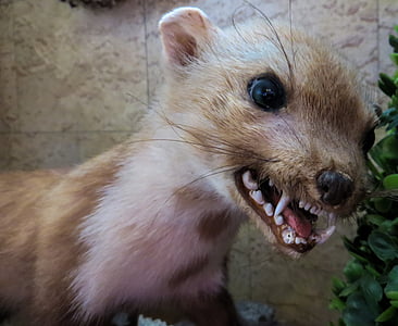brown weasel taxidermy closeup photo closeup photo thumbnail