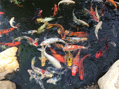 shoal of koi fishes thumbnail