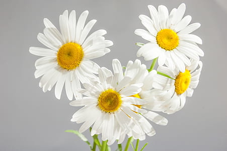 white petaled flowers thumbnail
