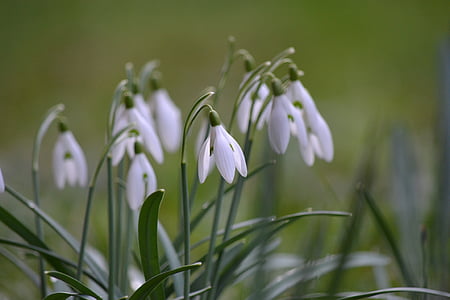 white flowers thumbnail