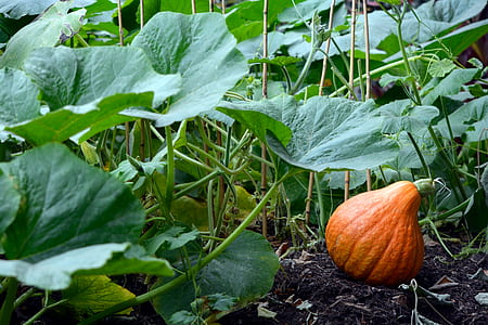 person taking photo of pumpkin thumbnail