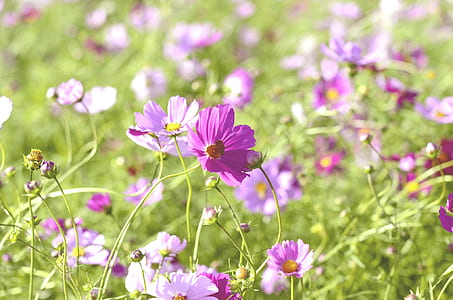 selective focus photography of purple cosmos flowers thumbnail