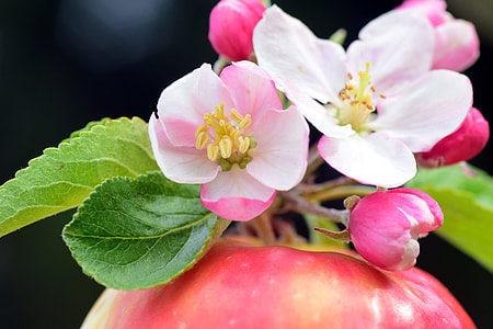 apple blossom on top of apple fruit in close-up photography thumbnail