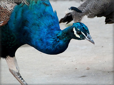 photography of blue Peacock thumbnail