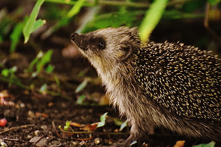 hedgehog beside green grass thumbnail