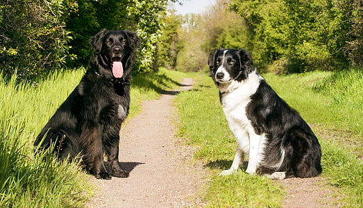 two black and white dogs sitting on ground with grass near tall trees at daytim thumbnail