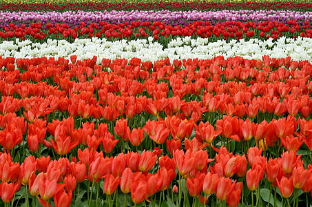 red and yellow floral textile thumbnail