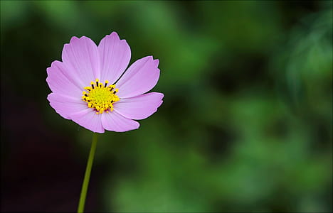 Selective Focus Photography of Pink Petaled Flower thumbnail