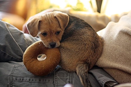 short-coated brown and black puppy sitting on person wearing gray denim bottom close-up photo thumbnail
