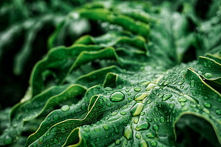 close-up photography of green leaf plant with water droplets thumbnail