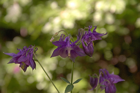 purple flowers with green leaves thumbnail