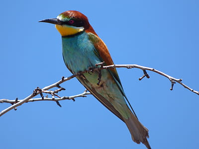 red, blue, and green short-beaked bird standing on branch thumbnail
