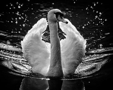 grayscale photography of swam on body of water thumbnail