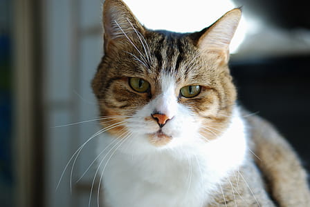 brown and white calico cat thumbnail
