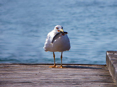 white bird holding fish thumbnail