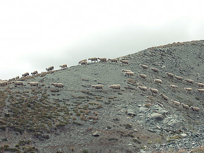 herd of sheep on hill during daytime thumbnail