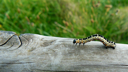 black and brown grasshopper on brown wooden board thumbnail