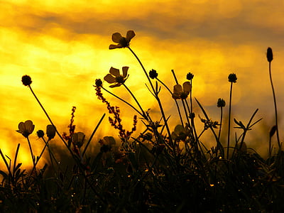 photo of petaled flowers under sunlight thumbnail