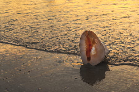 beige and pink sea shell thumbnail
