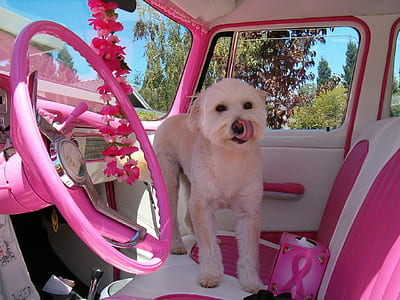 white dog on white and pink car seat thumbnail