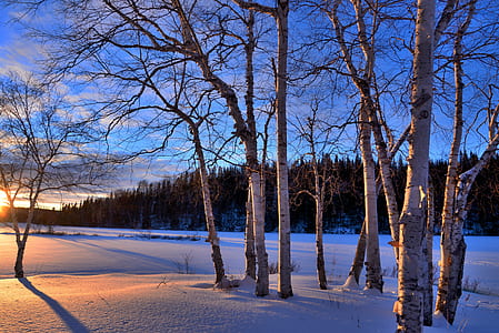 brown bare trees during sunset photography thumbnail