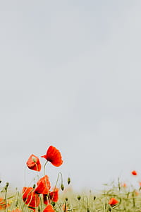 A field of Red Poppies thumbnail
