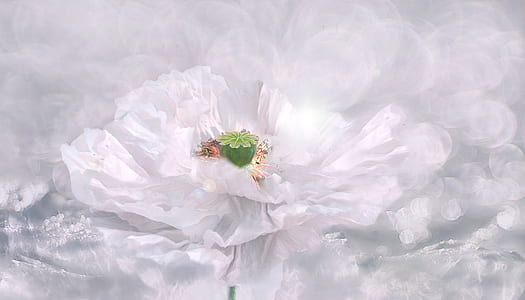 white poppy painting thumbnail
