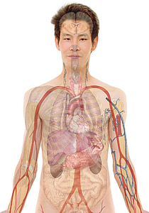 human organ illustration thumbnail