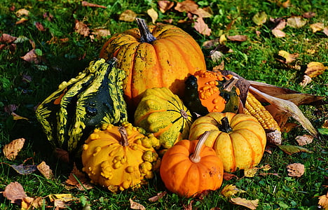 photo of assorted-variety of squash thumbnail
