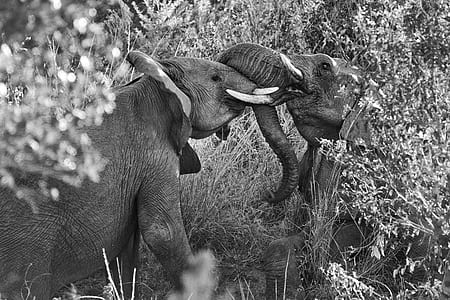 grayscale photography of two elephants playing on garden thumbnail