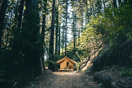 brown wooden house surrounded green trees field thumbnail