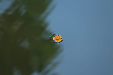 yellow daisy flower floating on water thumbnail