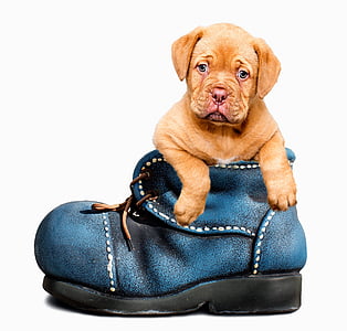 brown pit bull puppy in blue leather shoe thumbnail