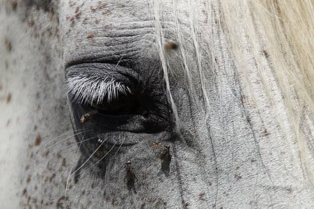 white horse thumbnail