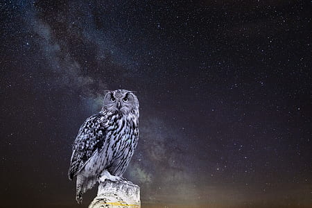 gray owl perched on branch at nighttime thumbnail