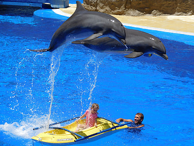 two dolphins jumps over the girl thumbnail